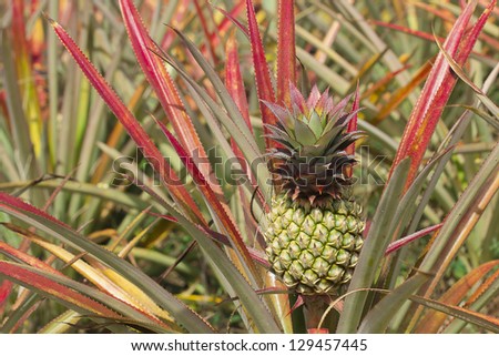 Fresh tropical pineapple on the tree in farm