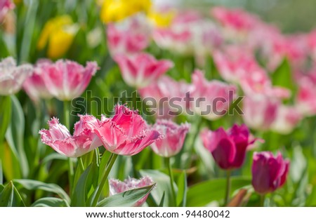beautiful pink tulip flowers in colorful garden