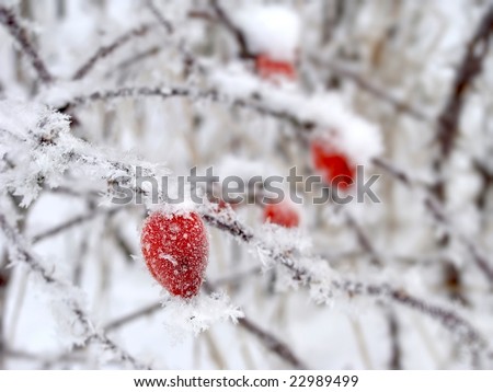 Red rose-hip in winter under snow