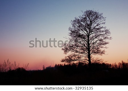 Tree silhouette in the sunset