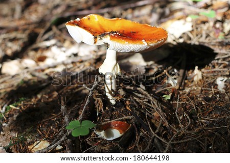 Red Poisoned Mushroom Growing In The Summer Forest