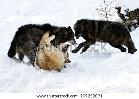 wolf pack fighting