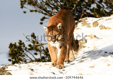 Stalking Mountain Lion