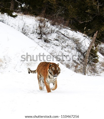 Tiger running in fresh snow