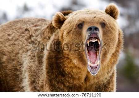 Stockimage on Grizzly Stock Photo 78711190   Shutterstock