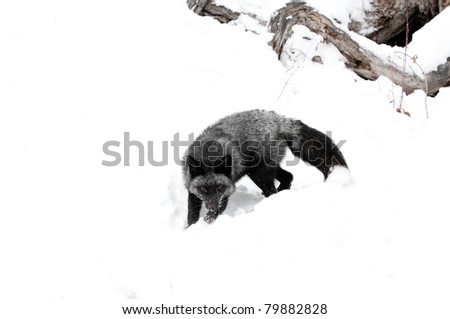 Black fox in fresh snow