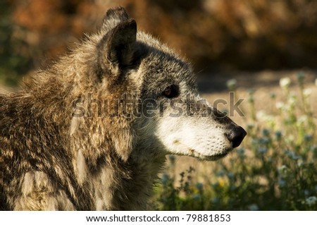Head shot of grey wolf