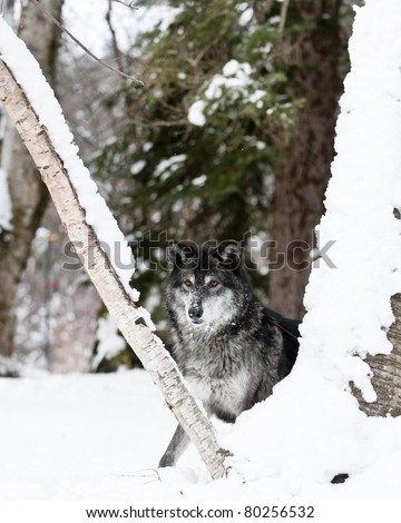 wolf behind tree