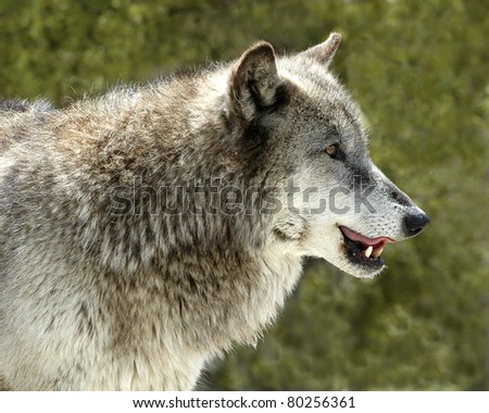 Head shot of grey wolf in Yellowstone