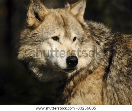 Head shot of grey wolf