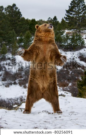 Grizzly standing on snowy hill