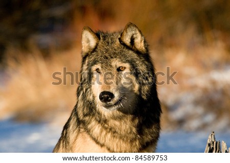 Head shot of wolf