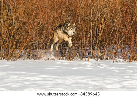 Wolf jumping from brush