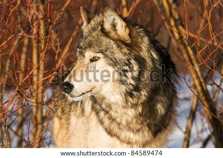 Wolf in winter brush