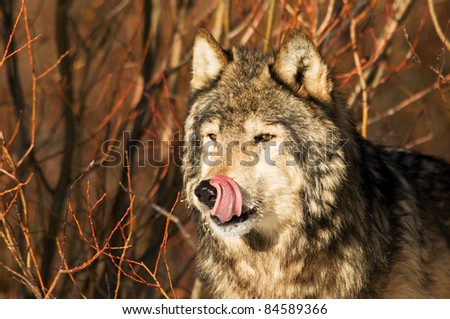 Wolf licking chops in brush