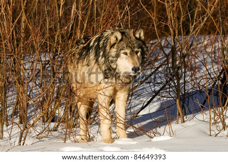 Wolf in Brush