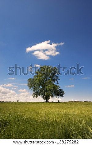 Big Tree on Green Meadow / Leafy lone tree in the countryside with blue sky and clouds