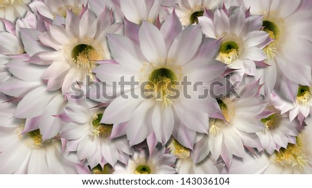 Flowers Cactus Background / Background with flowers of the cactus echinopsis oxygona
