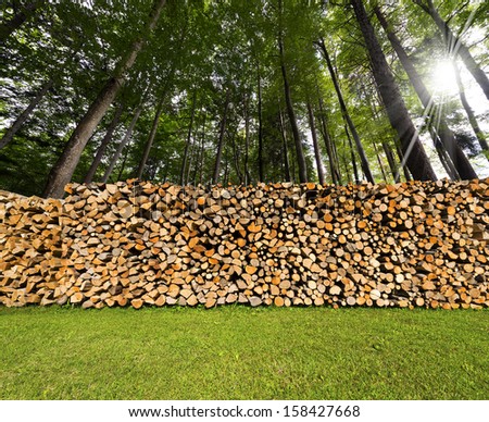 Pile of Chopped Firewood in the Woods / Dry chopped firewood logs in a pile in a green forest