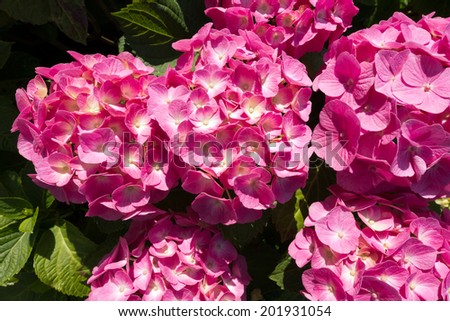 Pink Hydrangea Flowers / Close up of blooming of a pink hydrangea flowers with green leaves