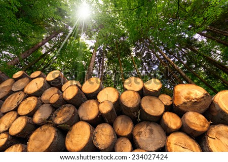 Wooden Logs with Forest on Background / Trunks of trees cut and stacked in the foreground, green forest in the background with sun rays