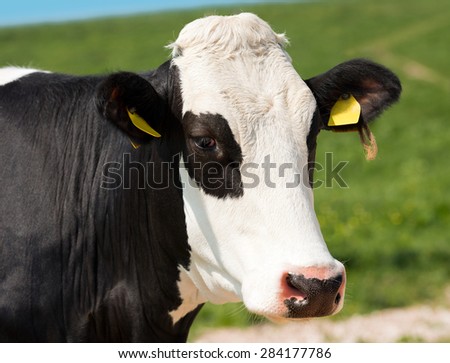 Close up of Cow Head. Head of black and white cow against a green pasture