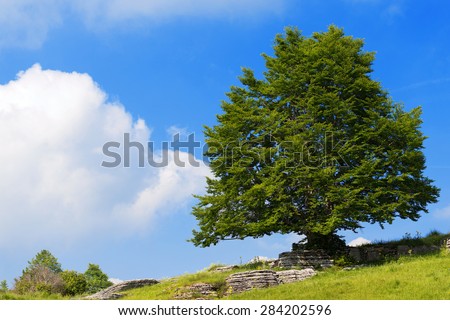 Lonely Beech Tree at Spring - Lessinia Italy. Lonely Beech Tree on blue sky with clouds in the Regional Natural Park of Lessinia, Veneto, Verona, Italy