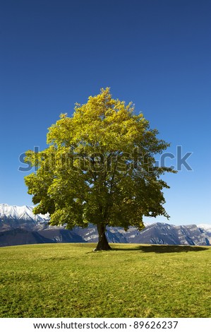 Solitary tree with leaves on a hill with blue sky and snow-capped mountains in the background