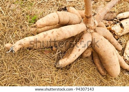 Cassava Tapioca