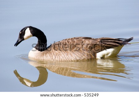 Canada goose appearing to gaze at its own reflection on smooth water - some graininess