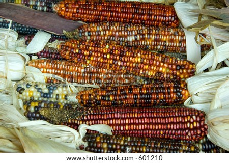 Indian Corn Background