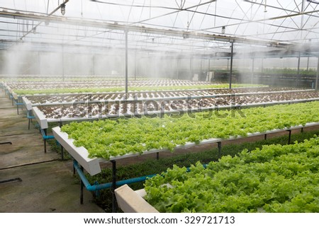 Greenhouse of organic lettuce salad watering system in action