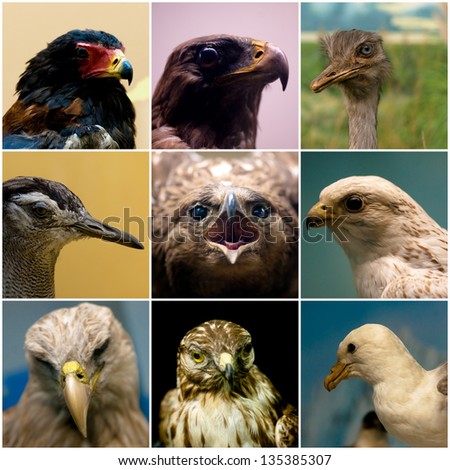 birds animal collage