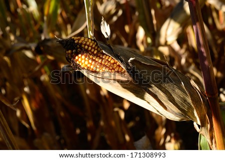 forage corn field