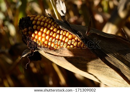 forage corn field