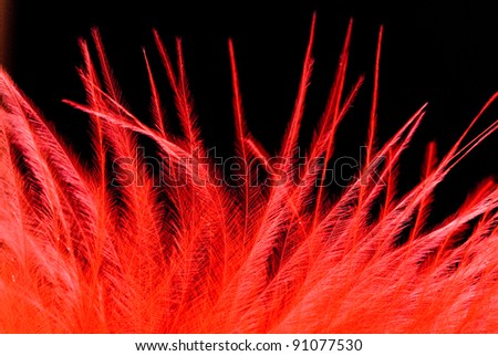 red feather on black background