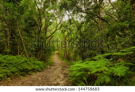 Forest - Natures Valley, Western Cape, South Africa