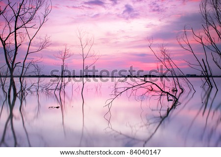 Tree reflection in lake in sunset