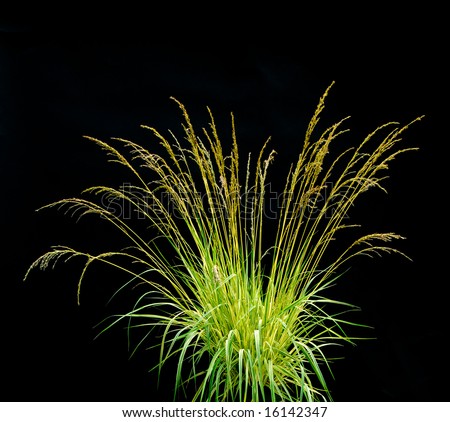 Isolated Ornamental Grass on Black