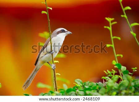 little gray color bird sitting on the bush
