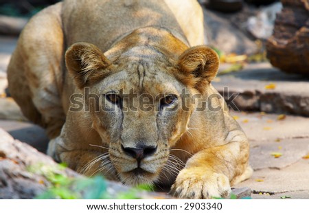 view of young lion is ready for attack
