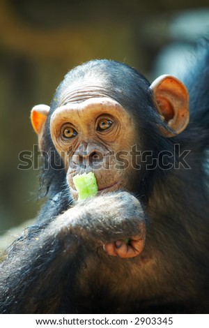 view of young funny chimpanzee thinking about something