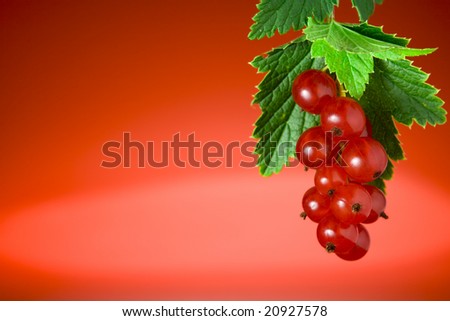 Close up view of nice fresh red currant  on red back