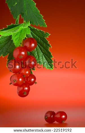 Close up view of nice fresh red currant  on red back