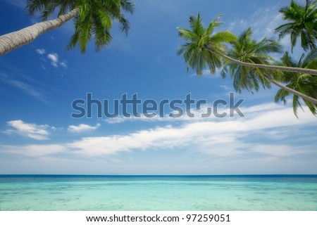 View of nice tropical  scene  with some palm