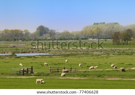 Farmland with sheep, cows and birds