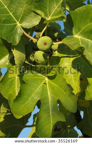 Figs and leaves on the fig tree