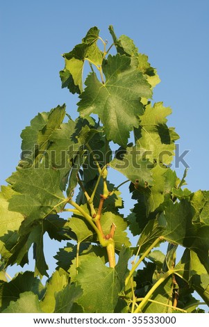 Vines leaves against blue sky in Provence