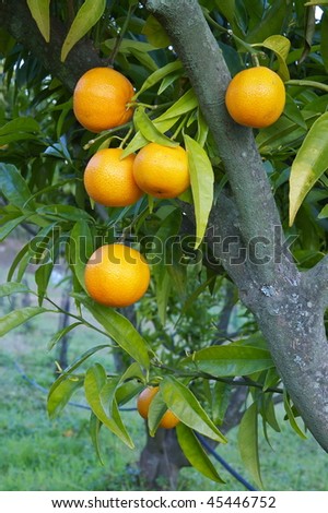 organic clementines on the tree