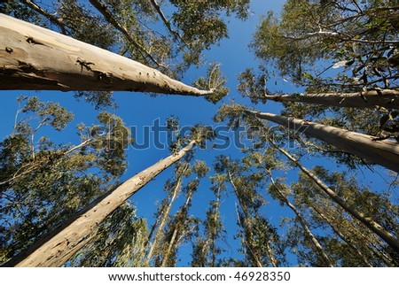 Eucalyptus forest in Corsica